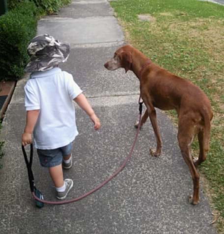 hawthorn veterinary clinic